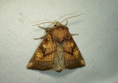 Papaipema impecuniosa