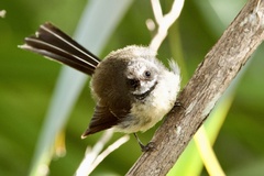 Rhipidura fuliginosa placabilis