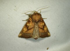 Papaipema impecuniosa
