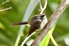 Rhipidura fuliginosa placabilis