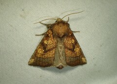 Papaipema impecuniosa