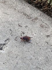 Periplaneta americana