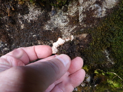 Peltigera britannica
