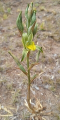 Chloraea cristata