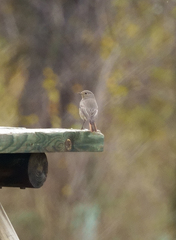 Phoenicurus ochruros