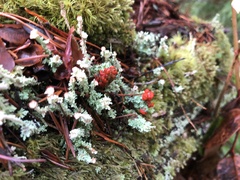 Cladonia bellidiflora