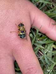 Austalis pulchella