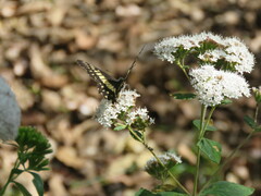 Catasticta nimbice
