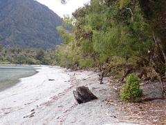 Bulbophyllum pygmaeum