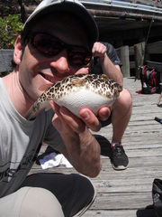 Sphoeroides testudineus