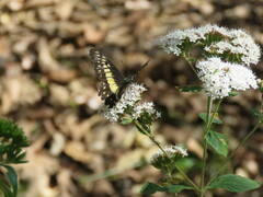 Catasticta nimbice