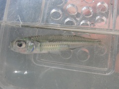 Atherinomorus stipes