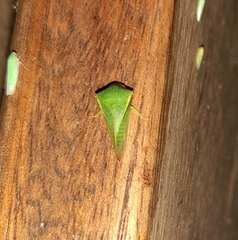 Smiliinae