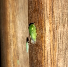 Smiliinae