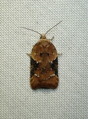 Acleris braunana