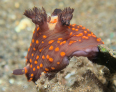 Nembrotha mullineri