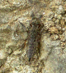 Asilidae