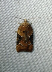 Acleris braunana