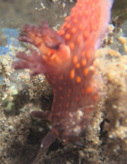 Nembrotha mullineri
