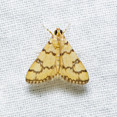 Glycythyma leonina