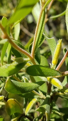 Persoonia rigida