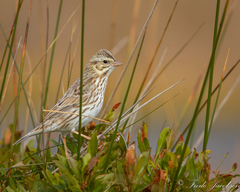 Passerculus sandwichensis princeps