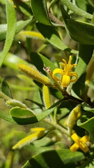 Persoonia rigida