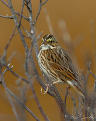 Passerculus sandwichensis savanna
