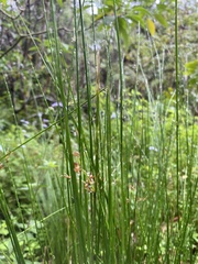Juncus edgariae