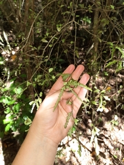 Elaeocarpus hookerianus