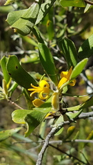 Persoonia rigida