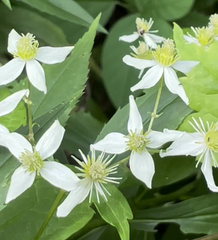 Clematis virginiana