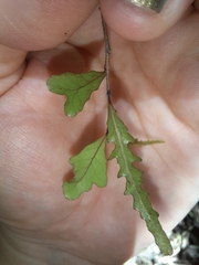 Elaeocarpus hookerianus