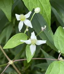 Clematis virginiana