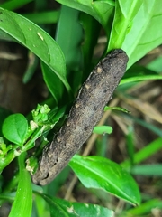 Spodoptera dolichos
