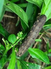 Spodoptera dolichos