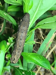 Spodoptera dolichos
