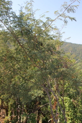 Lysiloma divaricatum