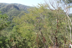 Lysiloma divaricatum