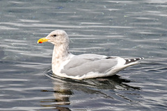 Larus glaucescens × occidentalis