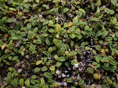 Bulbophyllum pygmaeum