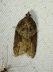 Acleris macdunnoughi