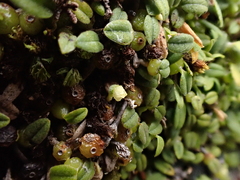 Bulbophyllum pygmaeum