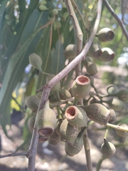 Corymbia citriodora