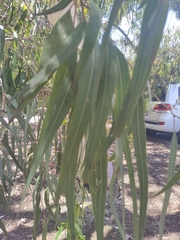 Corymbia citriodora