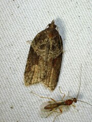 Acleris macdunnoughi