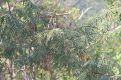 Lysiloma divaricatum