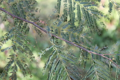 Lysiloma divaricatum