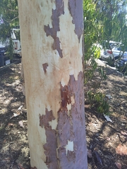 Corymbia citriodora