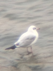 Chroicocephalus ridibundus